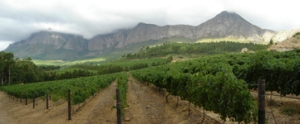 idiom-vineyards-and-mouintains